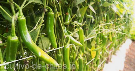 cultivo de chile verde