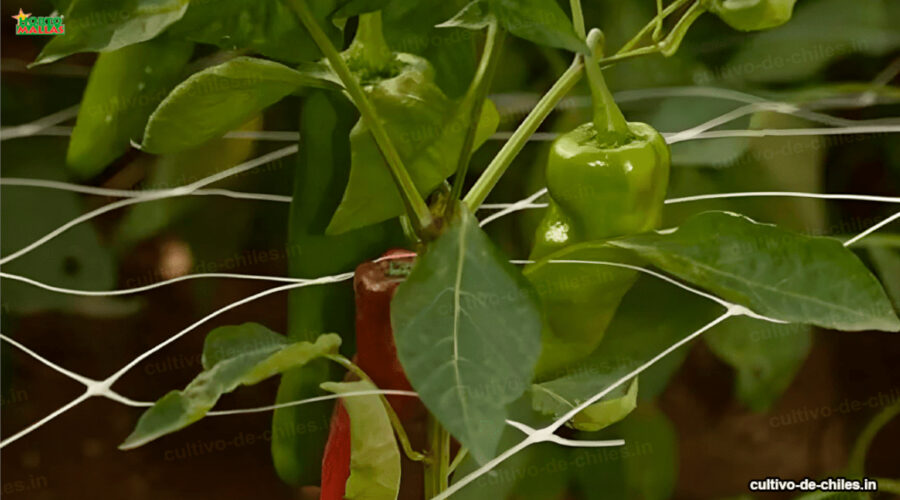 chiles tutorados con malla